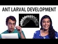 Teens & Scientist Talk Ant Larvae