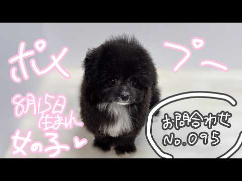 YouTube動画のサムネイル