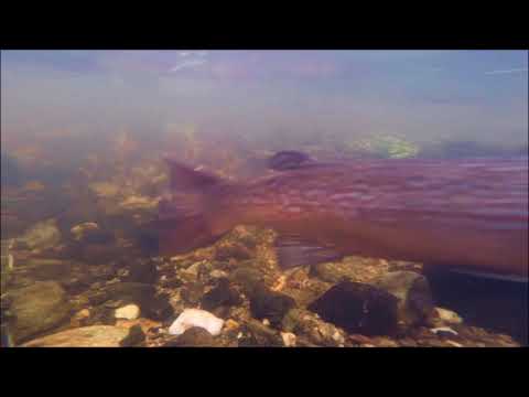 les saumons du Léguer 2