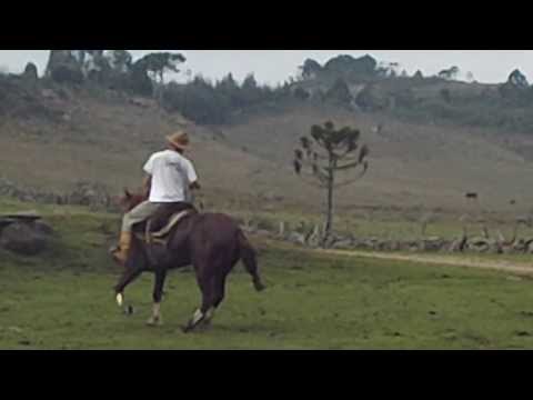 DESLINDE DA OIGATCHÊ- CAVALO CRIOULO