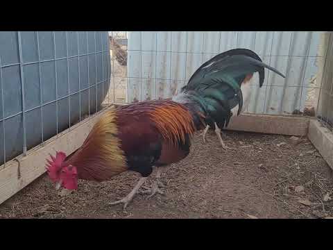 Butcher Stag Over Asil/Blueface Pullet...