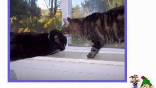 The Sunshine Home Video Christmas Card 2009