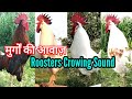 Roosters sound Rooster Crowing Sound Compilation | Rooster crowing Desi cock's arrival