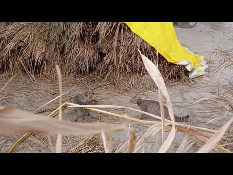 Billi Billi me takkar