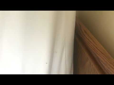 Cowleys Pest Services - Pests We Treat Youtube videos