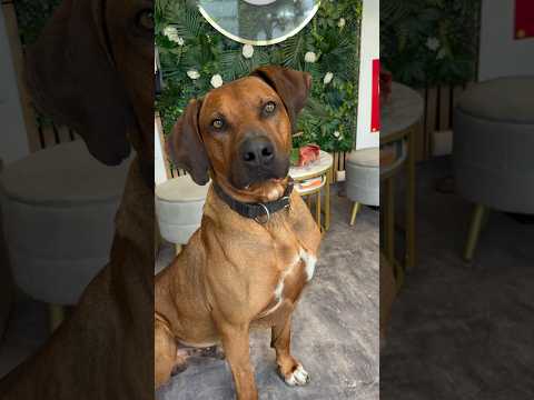 Pielęgnacja Rhodesian Ridgeback, wybaczcie nie potrafię tego dobrze wymówić Kali jeść Kali pić 🤣