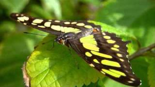 Respira - Miguel Inzunza