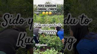 Download lagu Panen Lombok Sido Padu 🤣🤣🤣 Mbah Jail untung Ora Nyerak 🫢 #shorts #trending #viral #lucu mp3