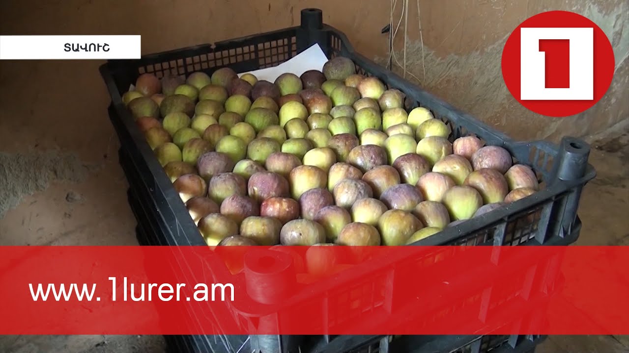 Չինարին այս տարի 250 տոննա թուզ է արտահանել Ռուսաստան