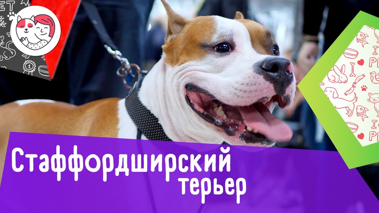 6 особенностей ухода за американским стаффордширским терьером