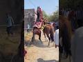Ha Ghodo Raftar Fuleku Kathiyawadi Horse Horse Fuleku Horsepower Horseriding Gujarat