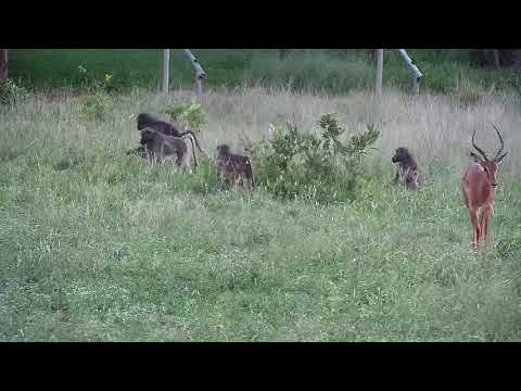 Djuma: Impalas and Baboons(one carrying around dead baby?) - 18:07 - 12/01/20