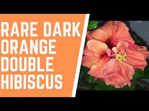 ORANGE DOUBLE HIBISCUS| ORANGE GUDHAL| JASWANTI|JASUD| JASWANT|ROAS SINESIS|ORANGE HIBISCUS FLOWER