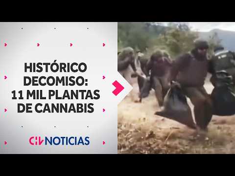 Histórico: Más de 11 mil plantas de marihuana fueron decomisadas en región de O'Higgins
