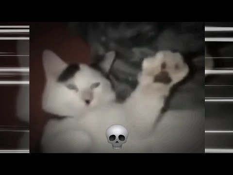 𝙈𝙊𝙉𝙏𝘼𝙂𝙀𝙈 𝘽𝙄Ô𝙉Í𝘾𝘼 𝙀𝙎𝙋𝙀𝘾𝙏𝙍𝘼𝙇 2 - 𝚂𝙻𝙾𝚆𝙴𝙳 - 𝖣𝖩 𝖮𝖫𝖨𝖵𝖤𝖨𝖱𝖠 𝖮𝖱𝖨𝖦𝖨𝖭𝖠𝖫