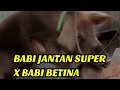 BABI JANTAN SUPER X BABI BETINA