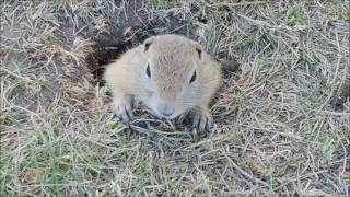 The Best Way To Get A Prairie Dog Out Of Its Hole