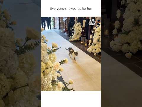Un chat vole la vedette en descendant l'allée du mariage