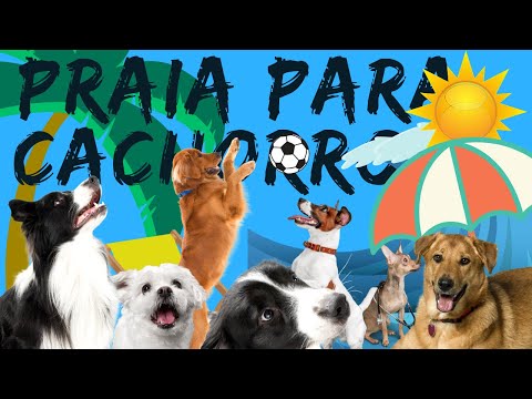 PRAIA PARA CACHORROS  EM NEW YORK