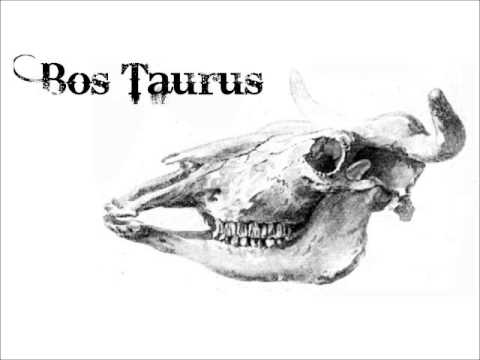 Bos Taurus