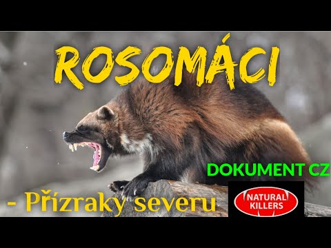 23 ROSOMÁCI - Přízraky severu (DOKUMENT - Predátoři zblízka)