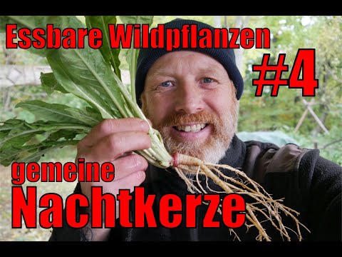 Essbare Wildpflanzen #4  | Die gemeine Nachtkerze [Oenothera biennis]