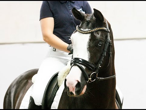 VALERIO S 5j. Wallach v. Valido´s Highlight