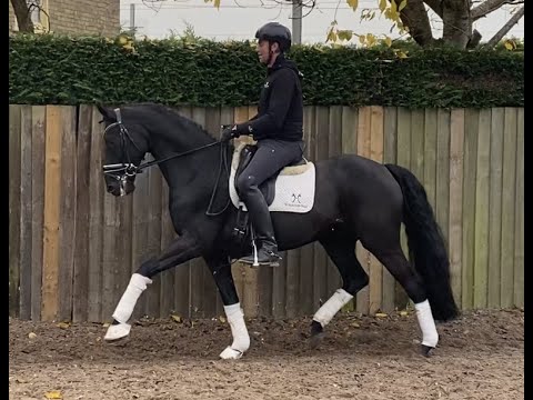 5yr Old Oldenburg Gelding By Furst Wilhelm