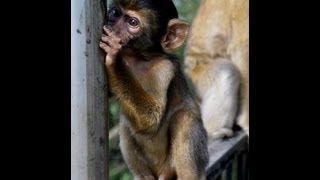 GIBRALTAR - Les  voyages de Kev' et Franzi' - #8