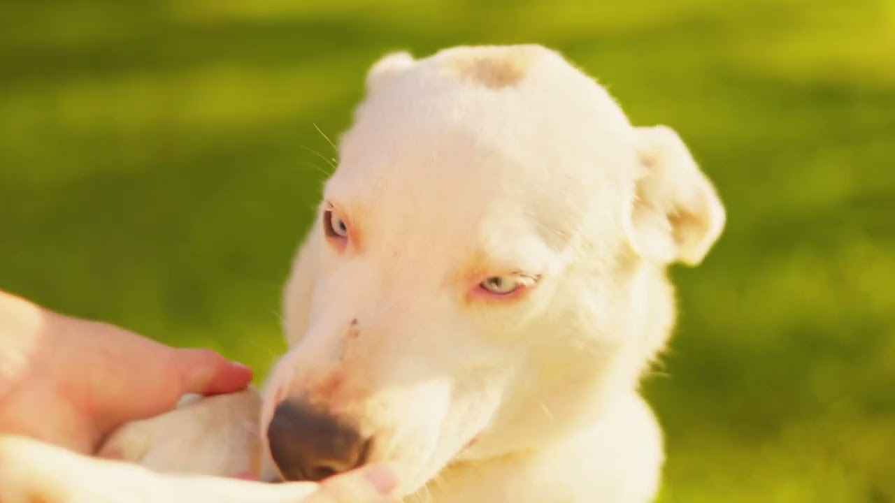 Holly, a Adoptable mixed breed in Gradyville, KY video 6/6