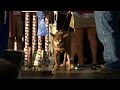 Quasi Modo Crowned World's Ugliest Dog | Good ...