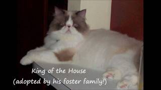 preview picture of video 'CCSPCA Foster Families'