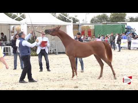 N.3 MAYA BY MEGANDAPUA - Bergamo 2015 - Yearling Fillies (Class 1A)
