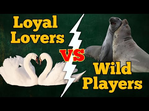 Monogamo vs Poligamo: l'amore non è così semplice in natura