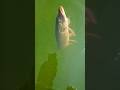 Video Thumbnail for Northern Pike #fishing #shorts #like #subcribe #pikefishing