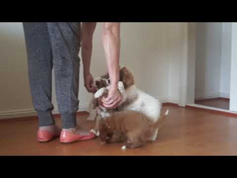 Preparing puppies to 'sit' before being fed - group training session