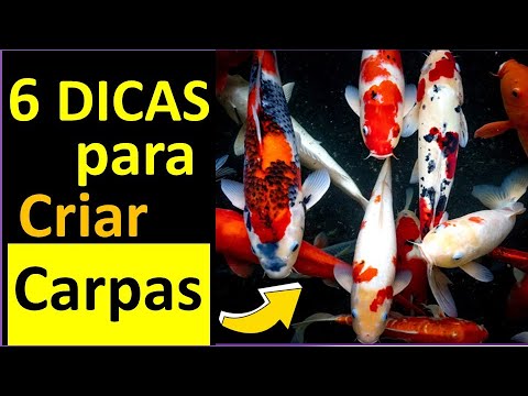🐟 6 DICAS para CRIAR CARPAS (A ÚLTIMA é a mais  IMPORTANTE!)