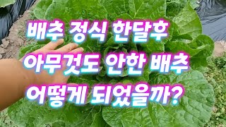 벌레 방치?한 배추밭은 과연? 텃밭 배추 정식 한달 작황. 거의 태평농법