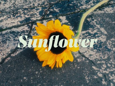 Sunflower - Tamara Kramar (Official Music Video)