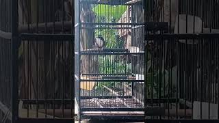 Download lagu burung cucak kopi nembak keras, cocok untuk masteran murai batu cucak hijau dan Kacer mp3 Download lagu burung cucak kopi nembak keras, cocok untuk masteran murai batu cucak hijau dan Kacer mp3