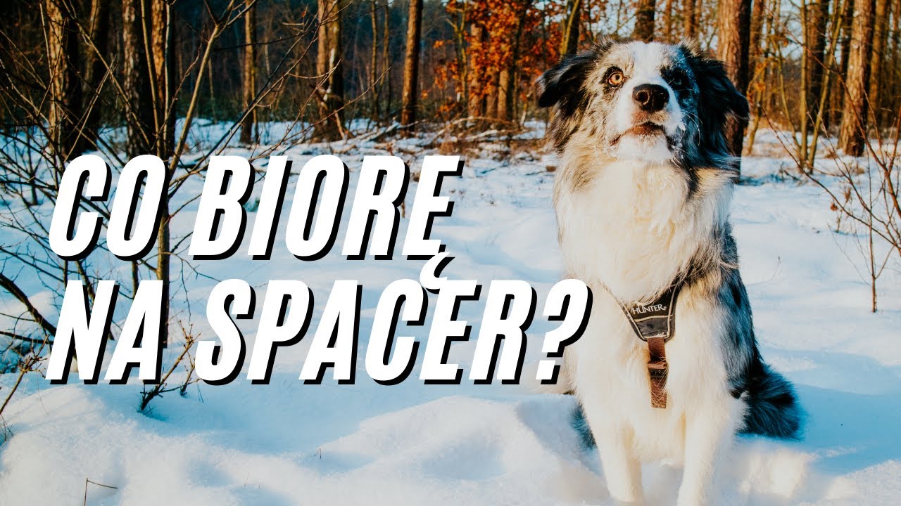 Co biorę ze sobą na spacer z Border Collie Mój zestaw spacerowy