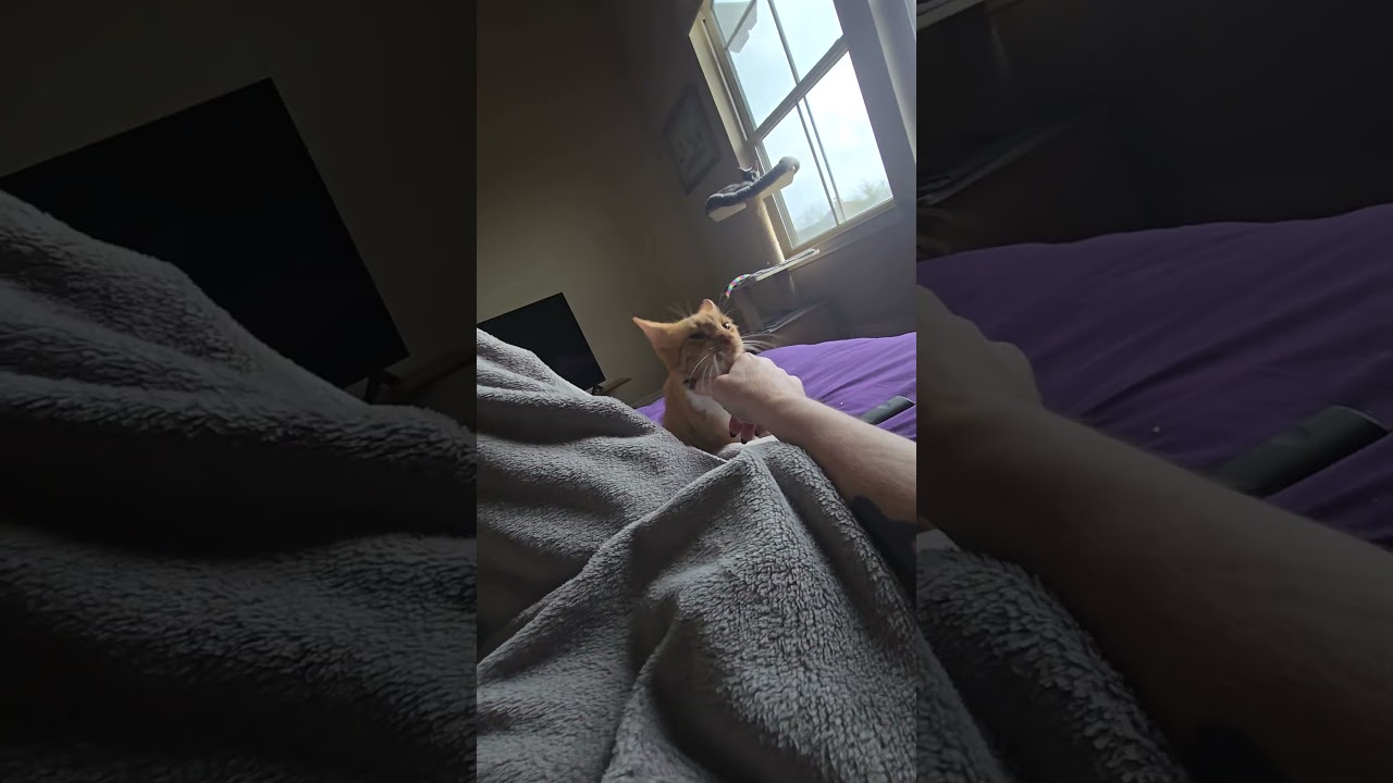 Enlarge Kintaro, an adopted Domestic Short Hair in Brattleboro, VT video 3/5