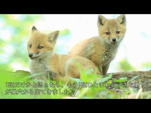 登下校が登山下山 - いろいろやってみるにっき