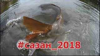 Ловля сазана в июне на оби