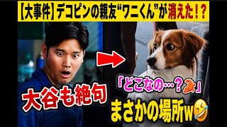 【大谷翔平】「どこなの…？」親友ワニくんを必死に探すデコピン！まさかの場所で発見ｗ