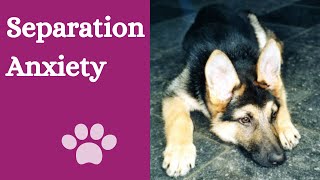 How to prevent separation anxiety in puppies [10+ tips]