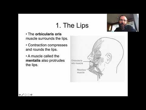Ling 441 - Advanced Phonetics - Musculature of the Vocal Tract