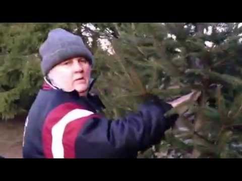 Traktortaxi hjem fra Juleskogen. Tractortaxi back from the Christmas forest