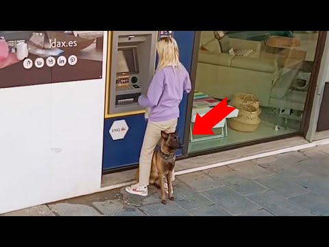 Quand on veut un chien pour se protéger et qu'on l'obtient