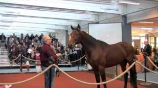 Raja Mirchi - Hingstekatalogen.no